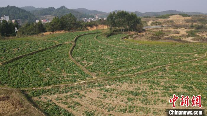 惊！湖南永州山田湾村昔日荒地种油菜薹竟丰收！土地增效村民增收的秘诀是？